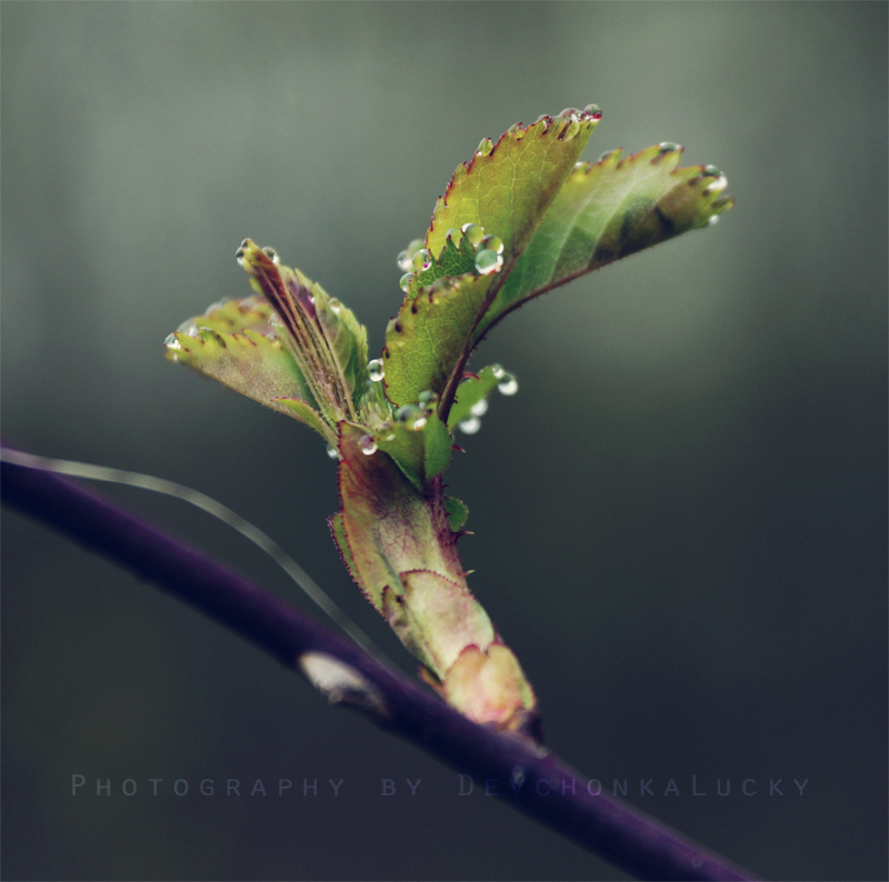 Colourful Leaves