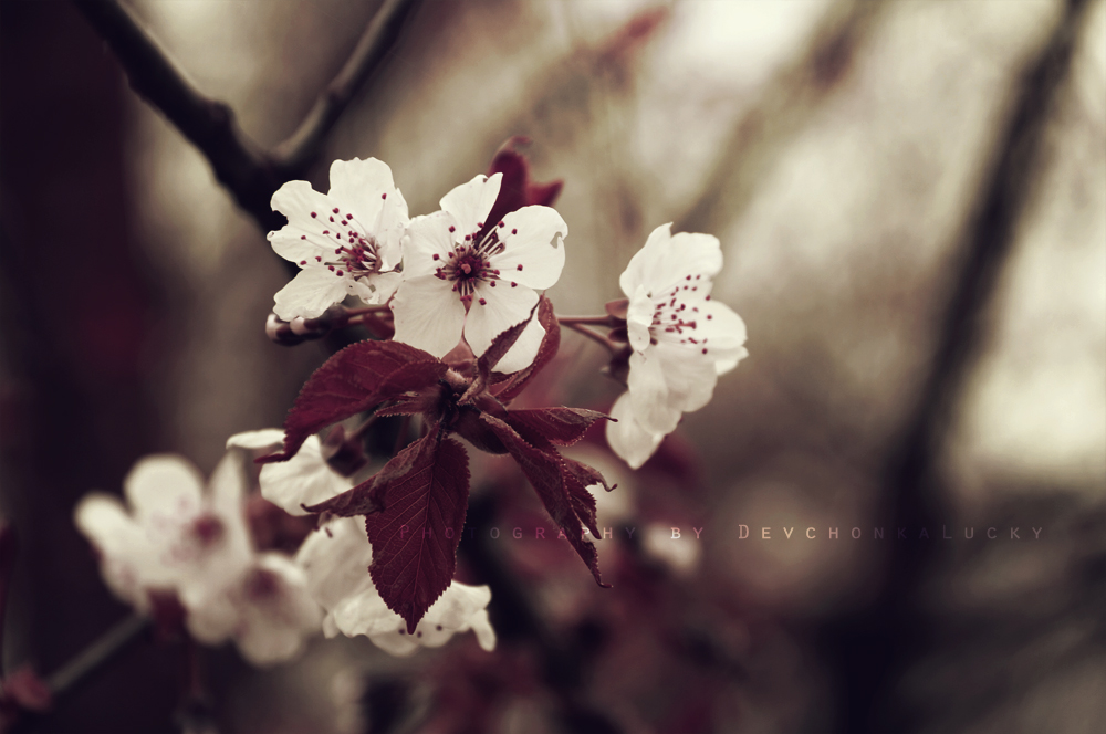 Red Leaves