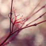 Red Branches