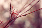 Red Branches by DevchonkaLucky
