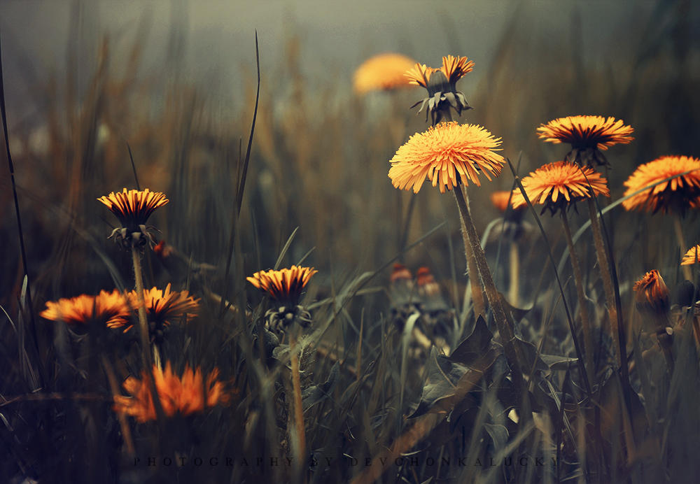 Welcome Spring by DevchonkaLucky on DeviantArt