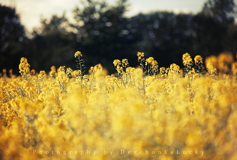 Yellow Field