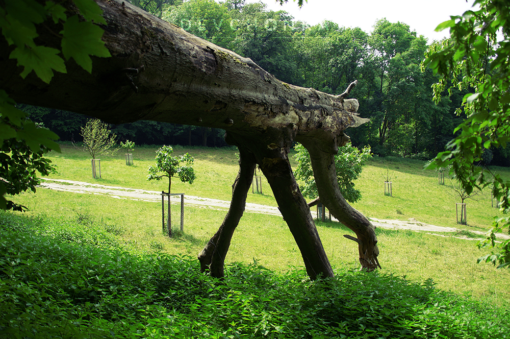 Tree trunk with legs by DevchonkaLucky on DeviantArt