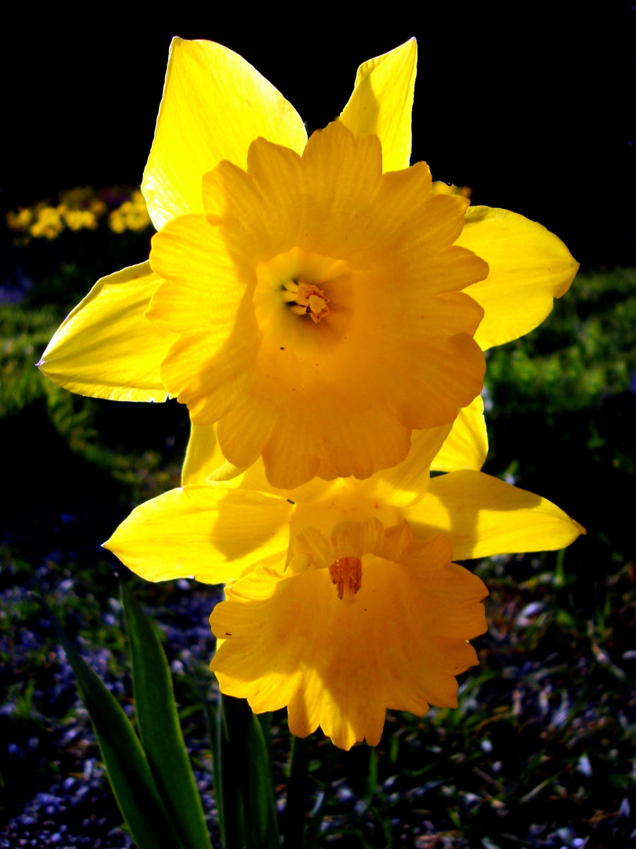 Double Daffodils