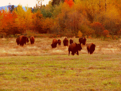 Buffalo Farm