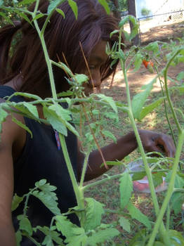 And here at the tomato garden-