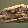 Plateosaurus Skull