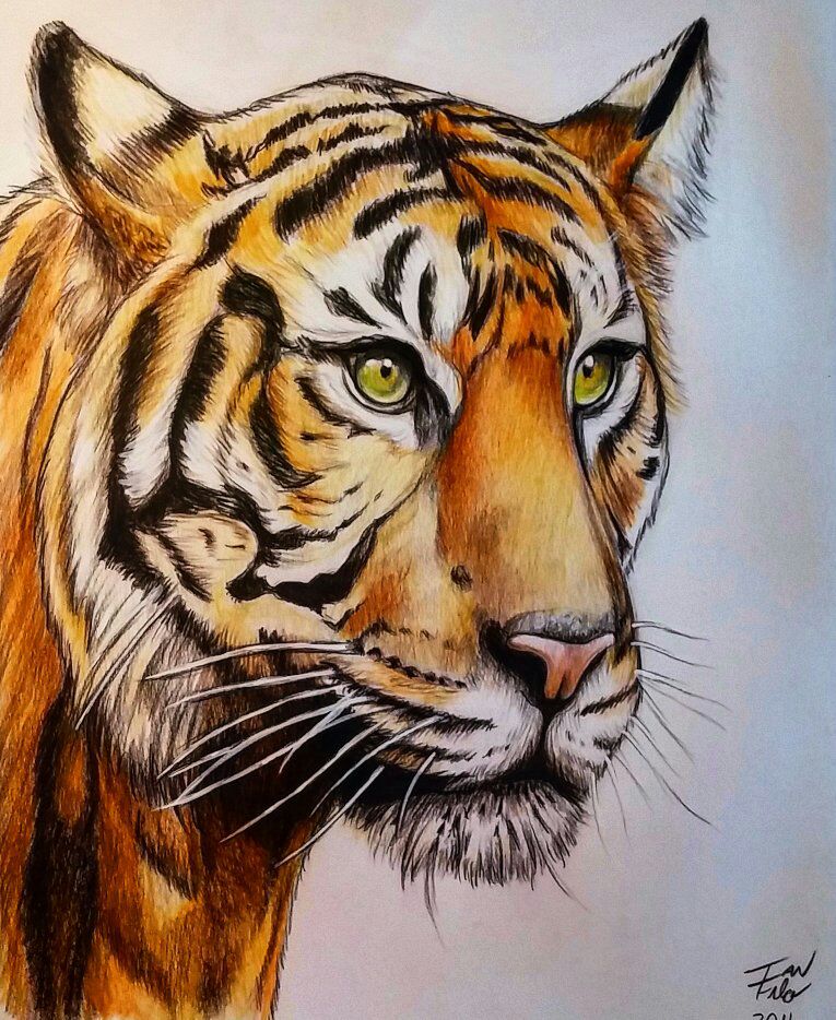 cool colored tiger drawings