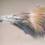 Wedge Tailed Eagle Pastels