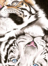 Endangered Series Tigers