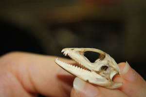 Dragon Lizard Skull