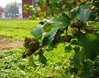 Urban Seed Pod