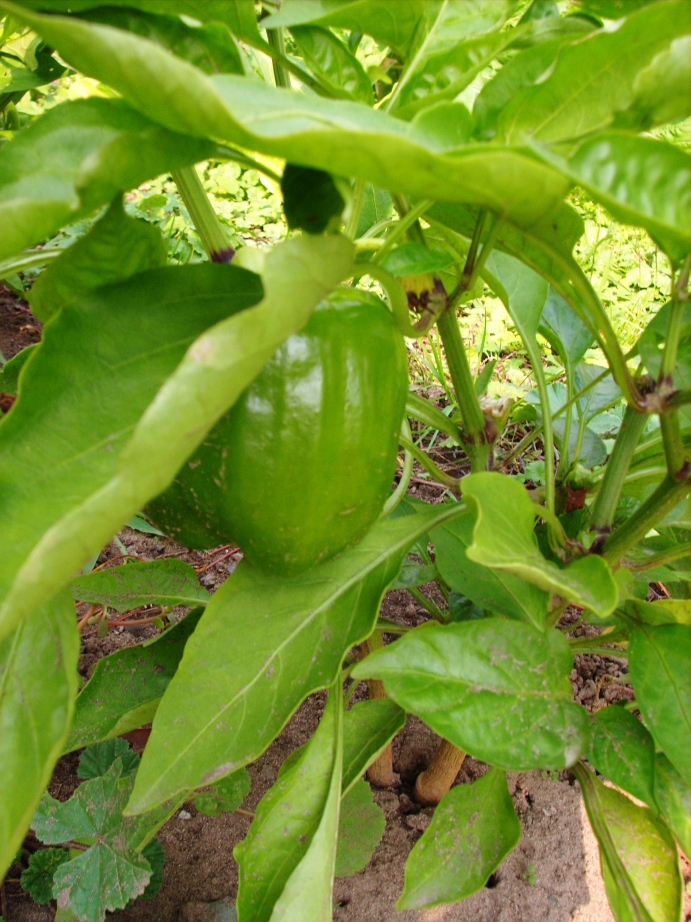 Little Green Pepper