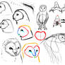 Barn owl study