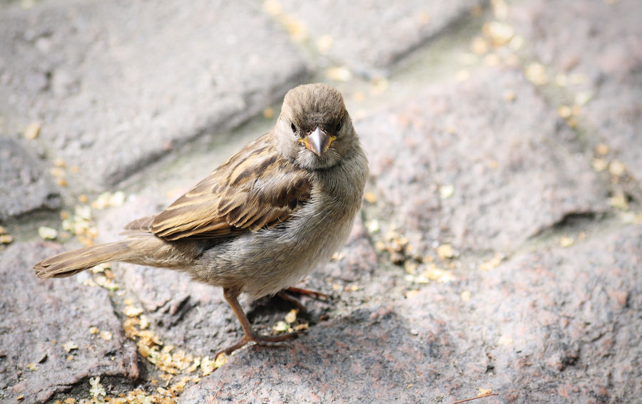 sparrow