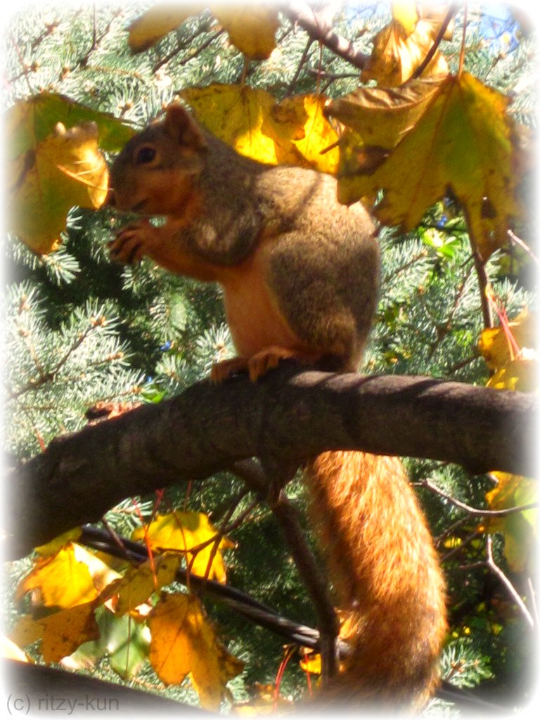 Squirrel: Sitting Still