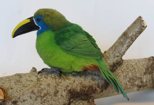 Emerald Toucanet