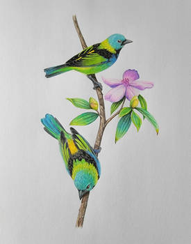 Green headed tanagers