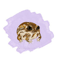 desert rain frog