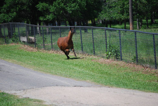 Llamas For Everyone