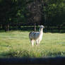 Albino Llama