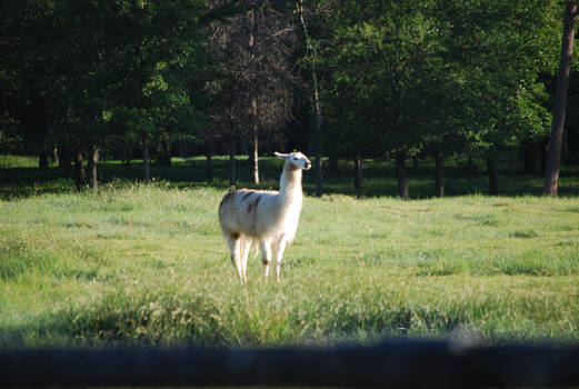 Albino Llama