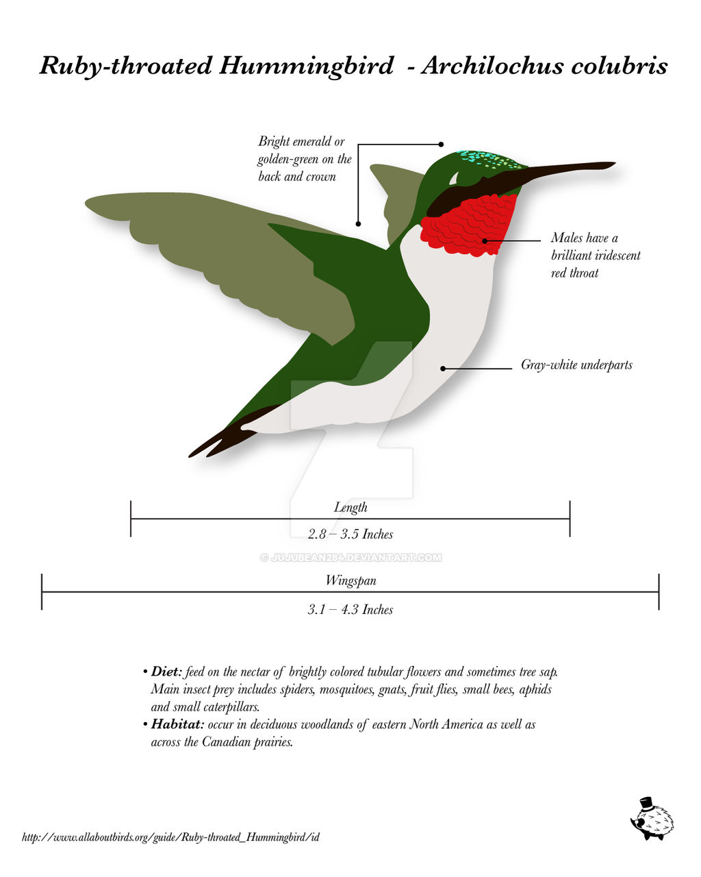 Bird Series: Hummingbird