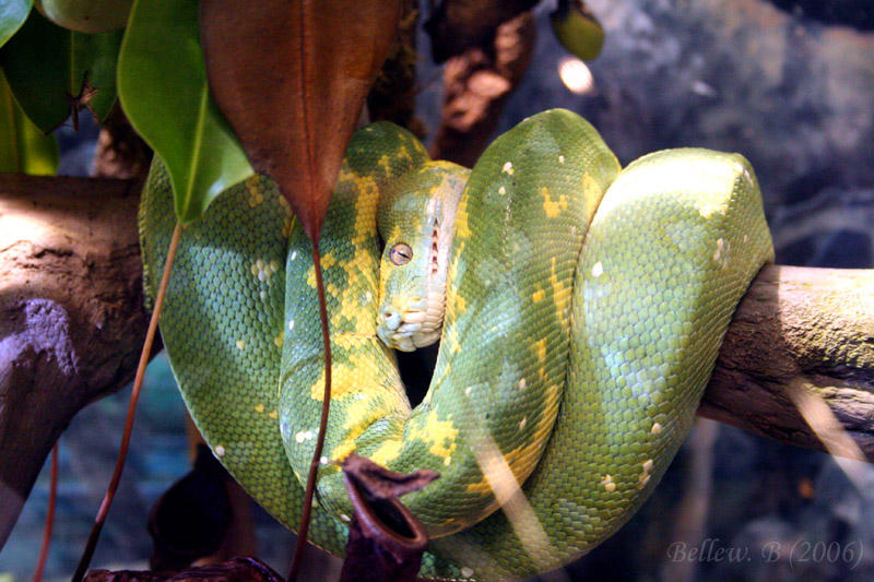 Big Green Tree Python by guitarplaya1990 on DeviantArt