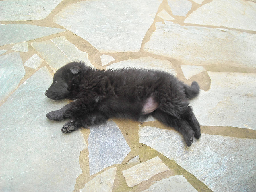 Sleeping puppy