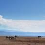 Ngorongoro Zebras