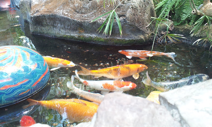 Koi at the Franklin Park Conservatory 2