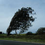 Windswept Tree