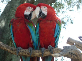 Parrot Love