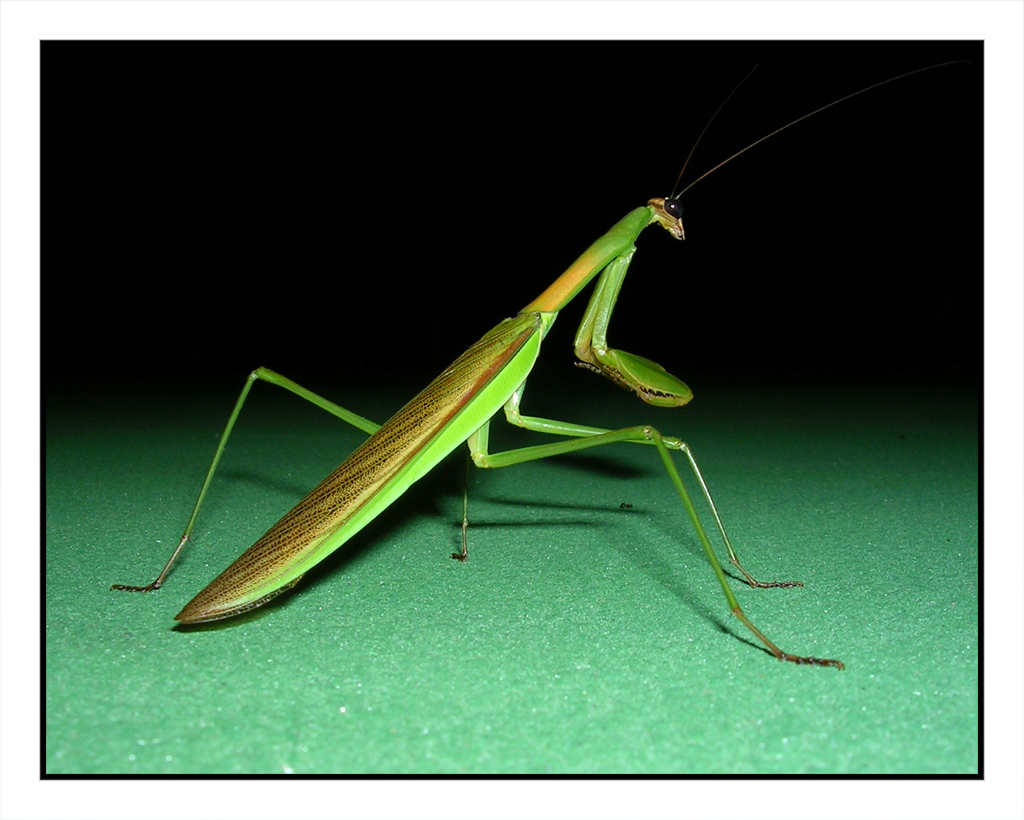 Mantis