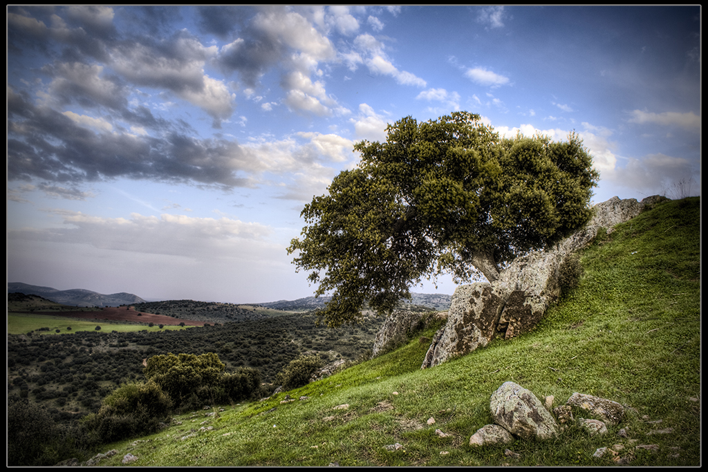 Encina Inclinada