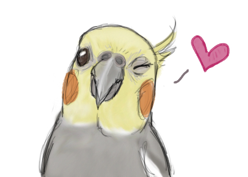 Winky Cockatiel