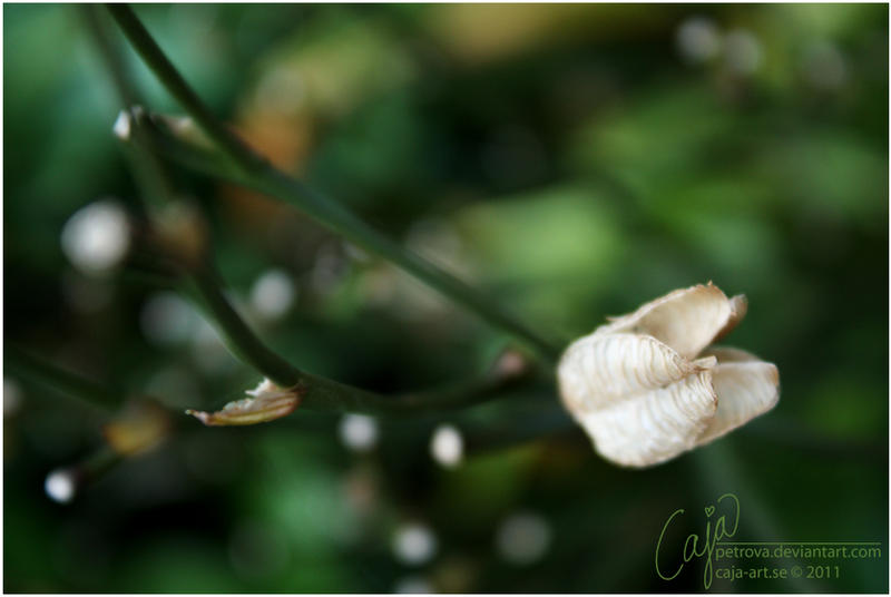 White magic by petrova