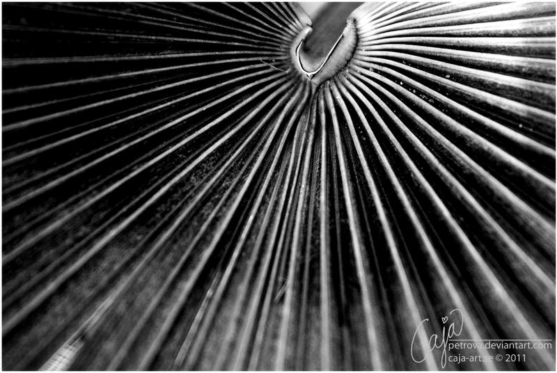 Forms: eagle by petrova