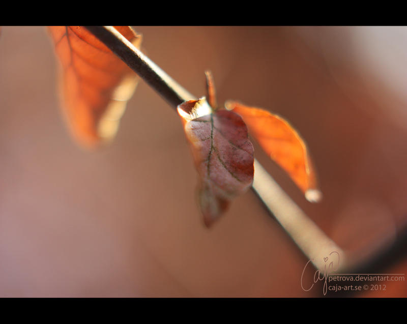 Sensibility by petrova
