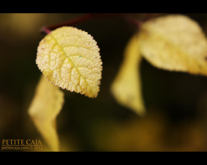 In the still by petrova