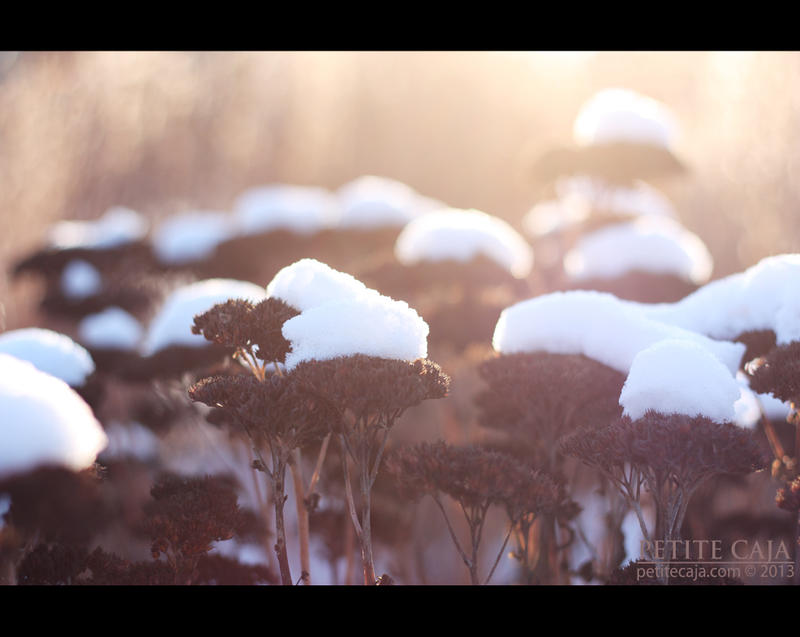 Snow flowers