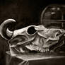 Still Life Skull