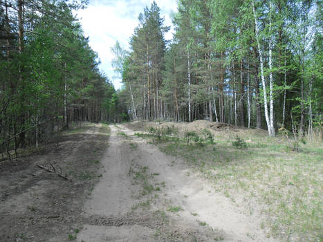 Forest road