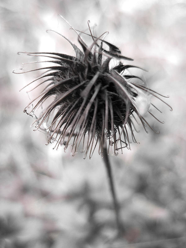 Ees war eine Distel Vol. 2 by Naturatis on DeviantArt