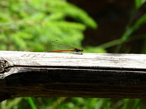 Fruehe Adonisjungfer (Pyrrhosoma nymphula)