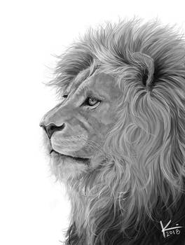 Lion Study