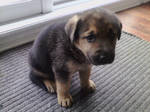 new puppy!!!! by spagetti-sauce