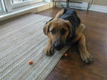 kaji now likes carrots by spagetti-sauce