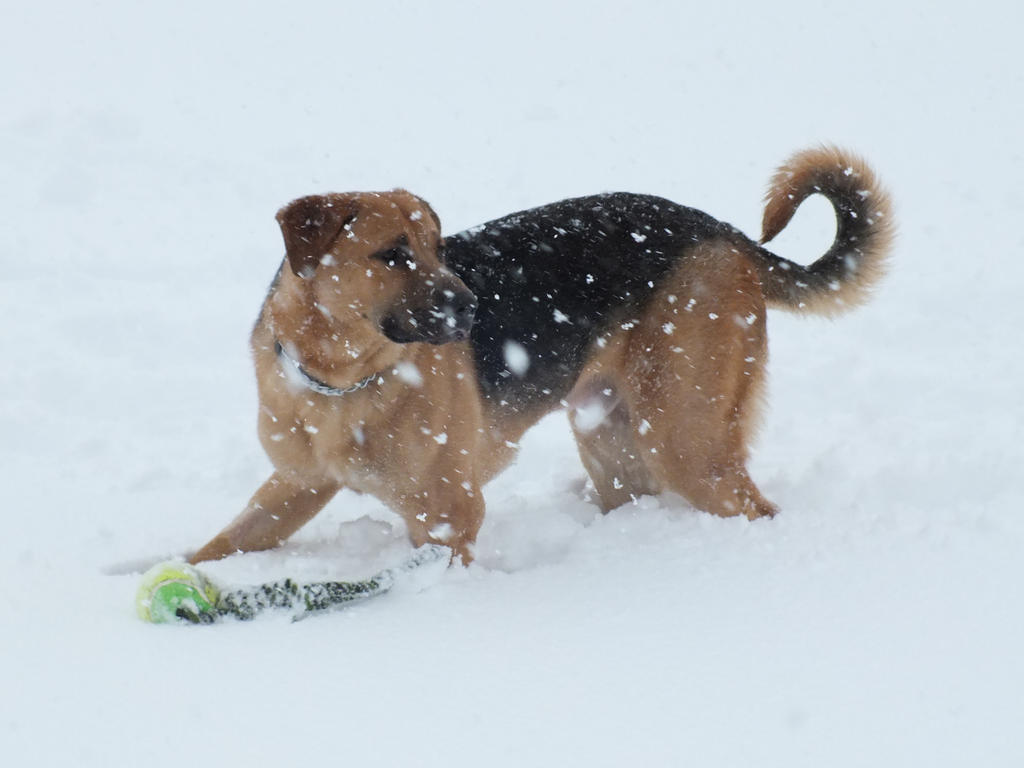 Kaji in the snow 1 by spagetti-sauce