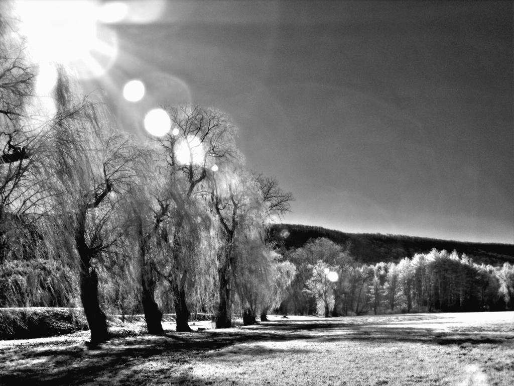 Willows IR